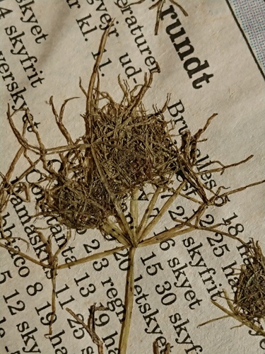 Image of Sphaerochara intricata by no rights reserved