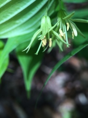 Prosartes lanuginosa
