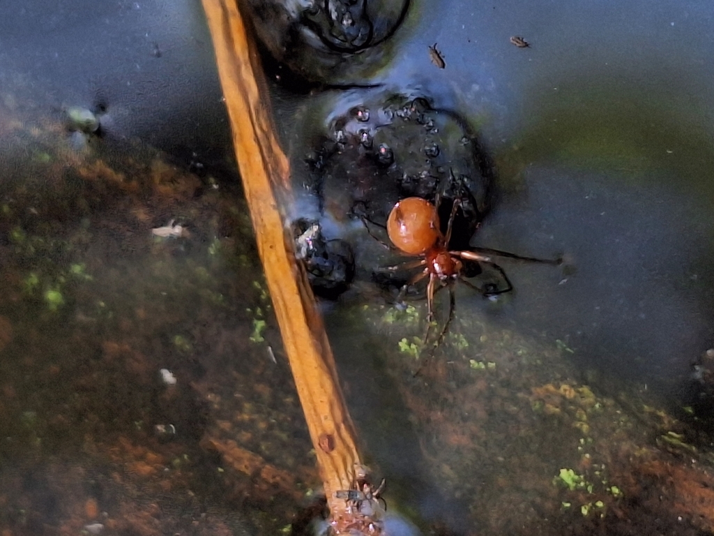 Sphecozone ignigena