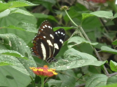 Heliconius atthis