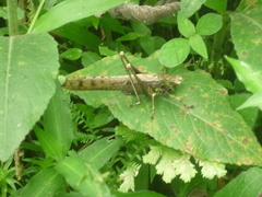 Eppia truncatipennis