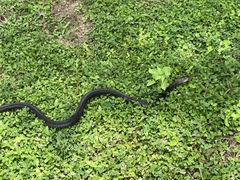 Naja sumatrana