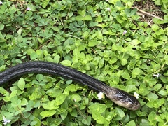 Naja sumatrana