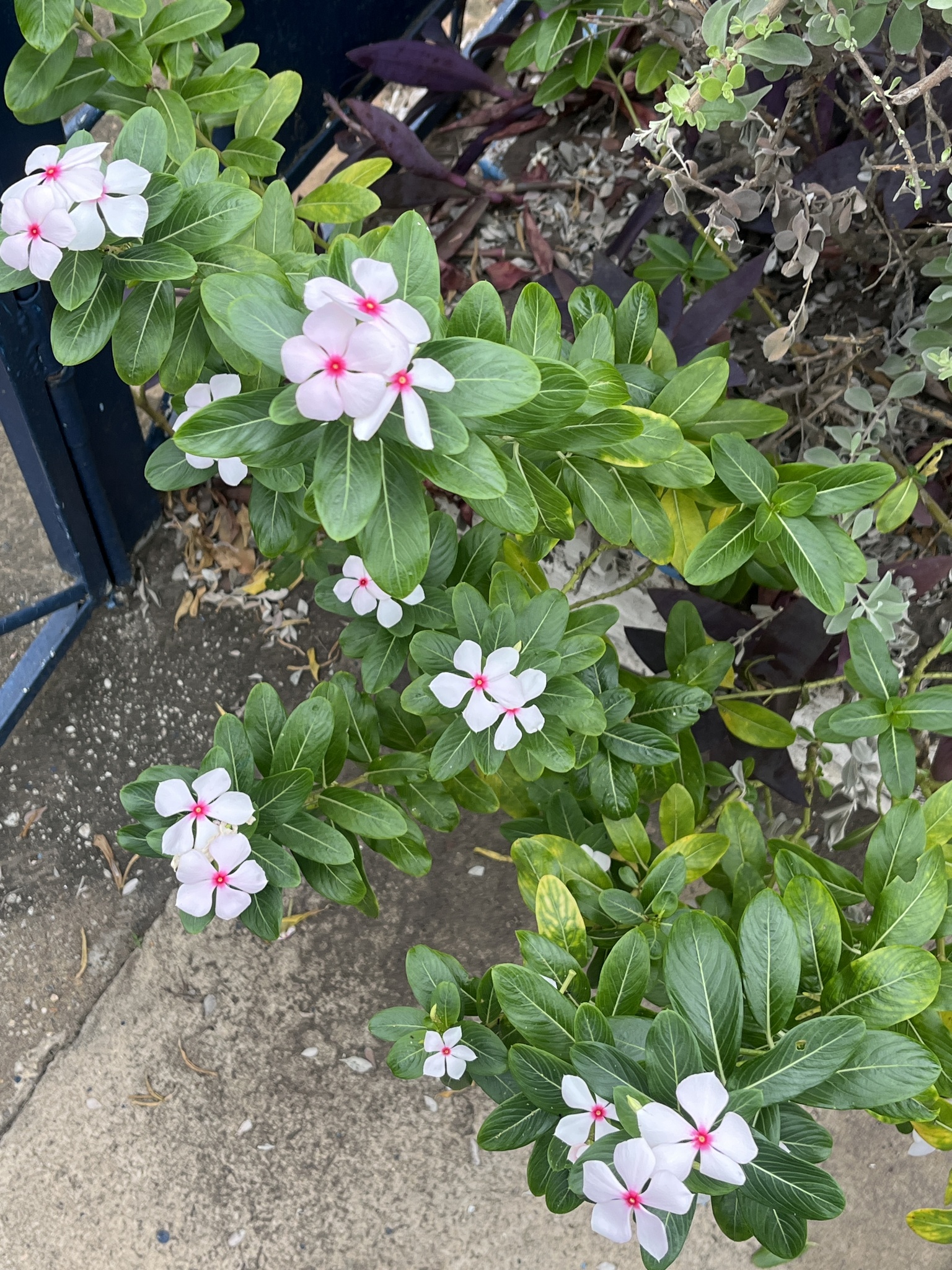 Catharanthus roseus