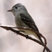 Dusky Flycatcher - Photo (c) Tom Benson, some rights reserved (CC BY-NC-ND)