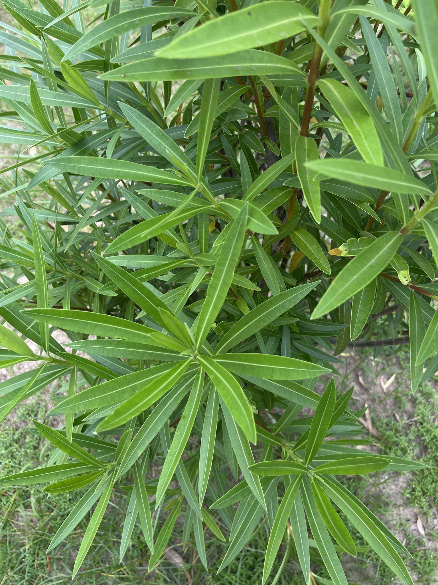 Nerium oleander