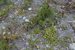Trifolium spadiceum
