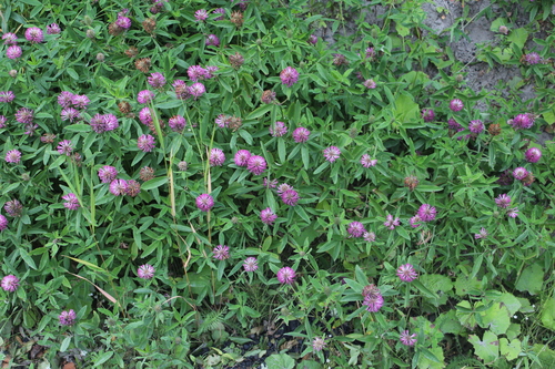 Zigzag Clover