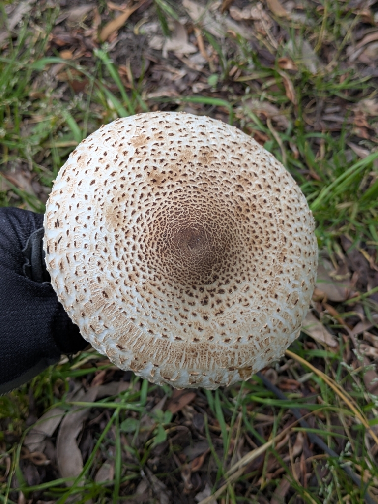 Macrolepiota colombiana