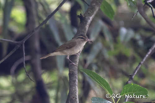Large-billed Leaf Warbler (Phylloscopus magnirostris), photo 2