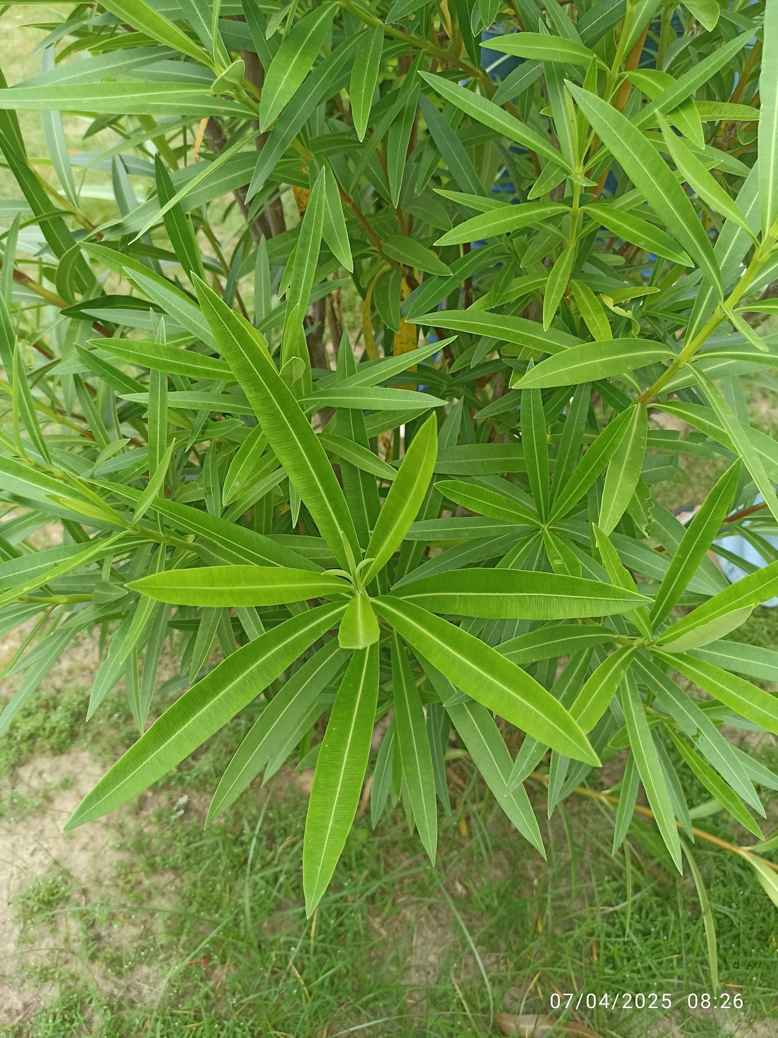 Nerium oleander