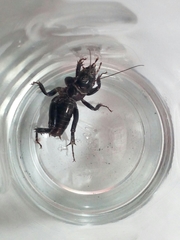 Stenopelmatus minor
