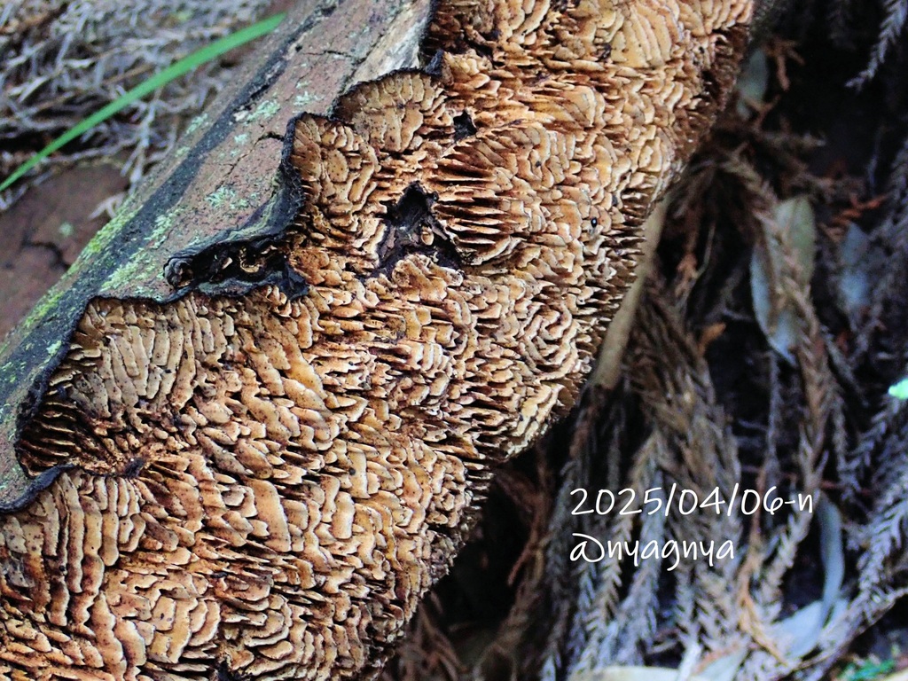 Daedaleopsis styracina · April 2025 · photo: © atsushi_nakajima_cirque (iNaturalist, cc-by)