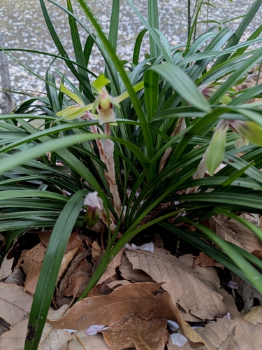 Image of Cymbidium goeringii by (c) mami_t_t, some rights reserved (CC BY)