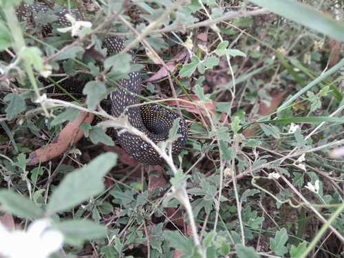 Diamond Python sighting