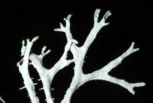 Common Antler Lichen