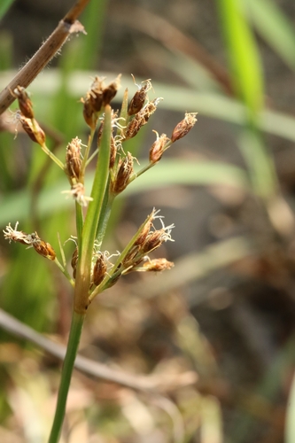 Fimbristylis thomsonii, 2025-04-07