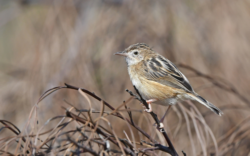 Zistensänger (Cisticola juncidis)