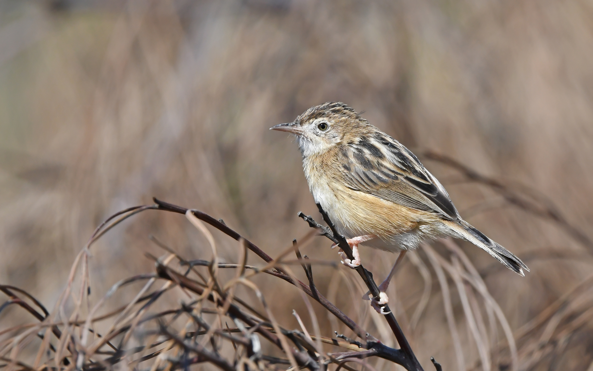 Zitting Cisticola (Cisticola juncidis)