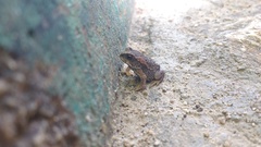 Incilius bocourti