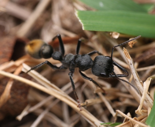 Myrmecia gilberti Forel, 1910