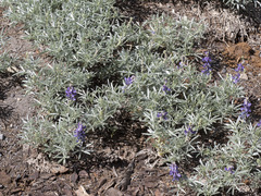 Lupinus obtusilobus