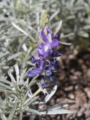 Lupinus obtusilobus
