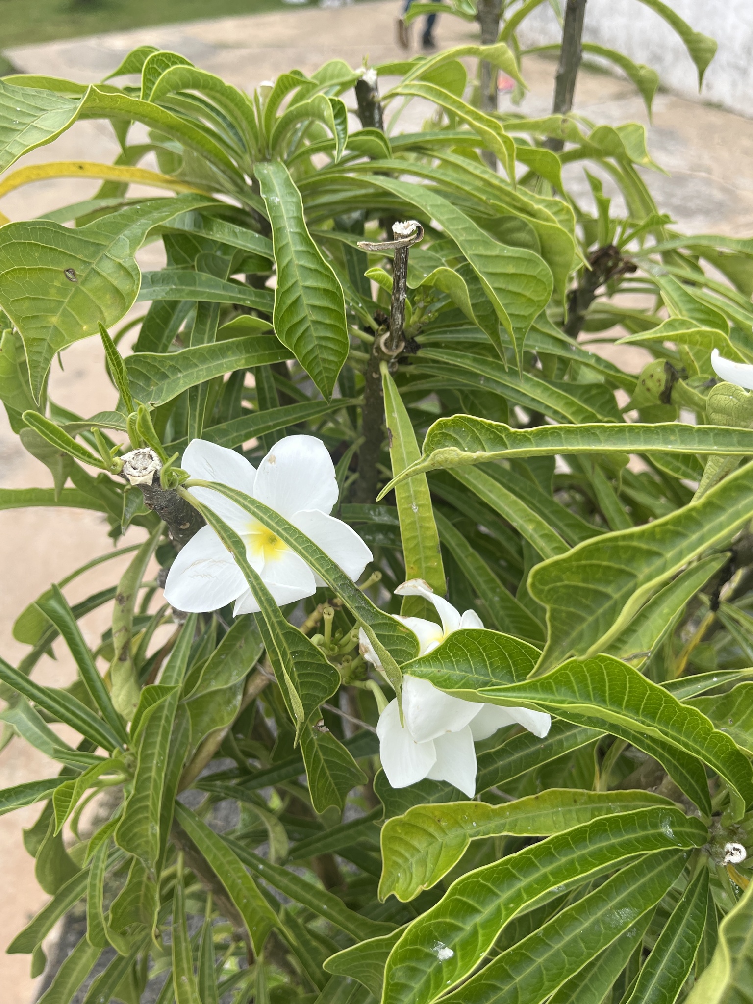 Plumeria pudica