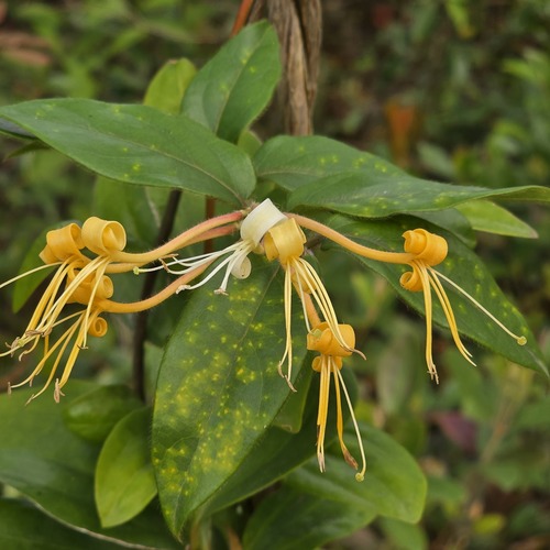 Lonicera macrantha observed 2025-04-06