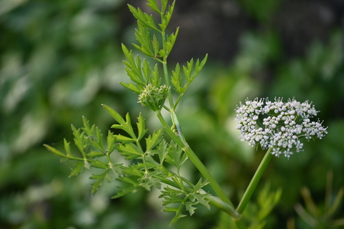 Image of Oenanthe javanica by (c) naturalist132890, some rights reserved (CC BY)