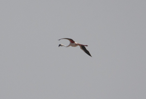 Lesser Flamingo