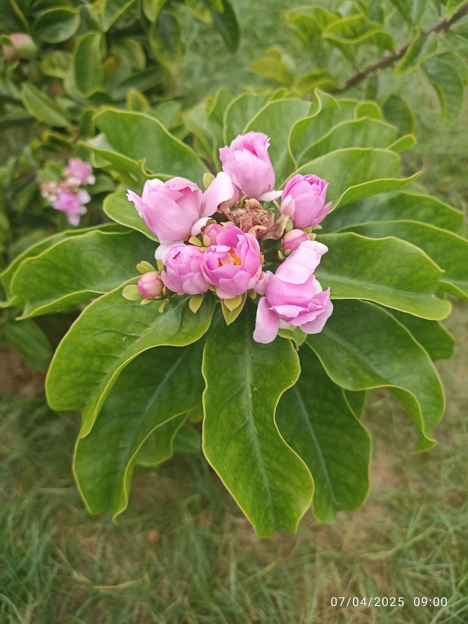 Pereskia grandifolia