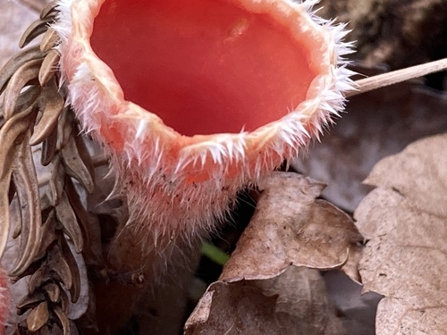 Microstoma macrosporum