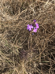 Glandularia aristigera