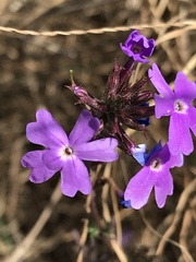 Glandularia aristigera