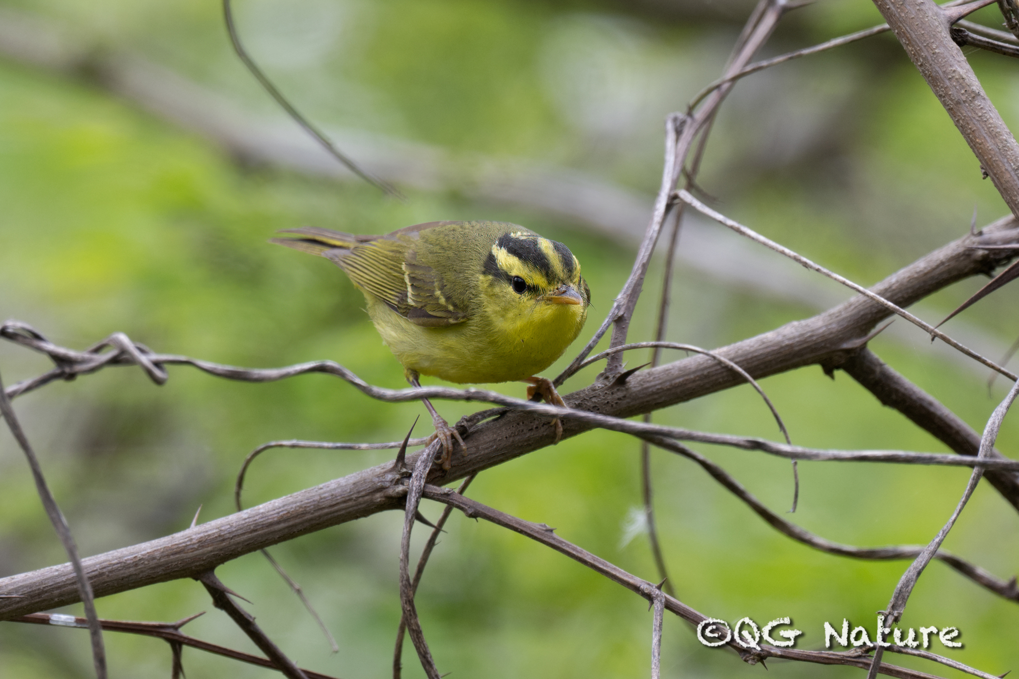 Sulphur-breasted Warbler