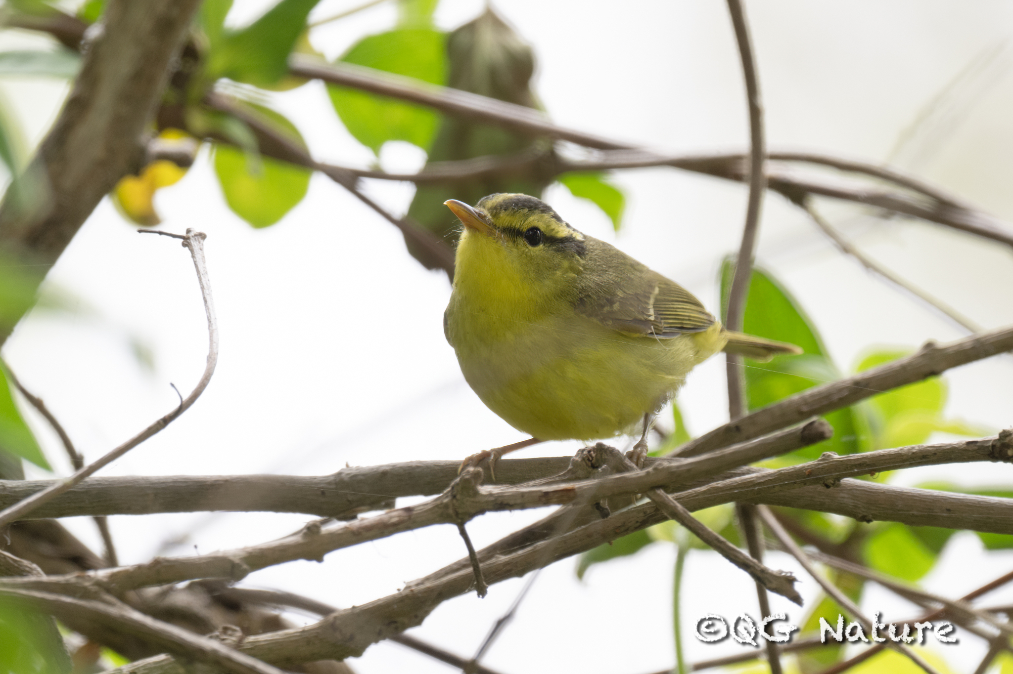Sulphur-breasted Warbler