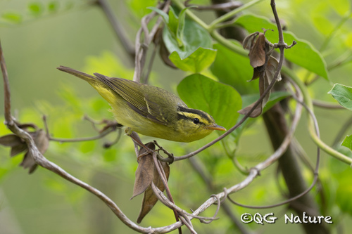 Sulphur-breasted Warbler (Phylloscopus ricketti), photo 7