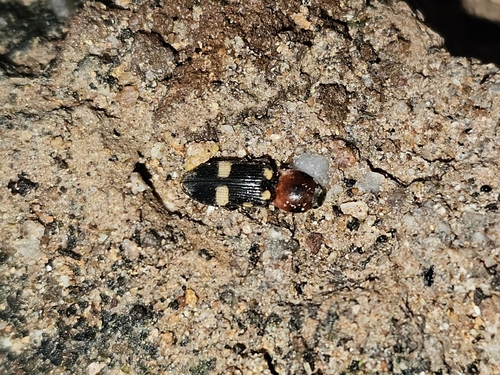 Cardiophorus signatus