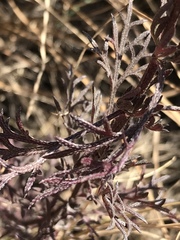 Glandularia aristigera