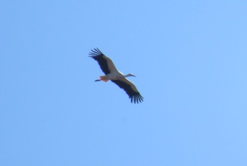 Europäischer Weißstorch