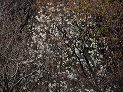 Magnolia salicifolia, photograph (c) りなべる, some rights reserved (CC BY)