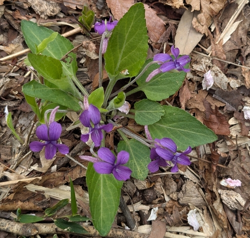 Image of Viola phalacrocarpa by (c) mami_t_t, some rights reserved (CC BY)