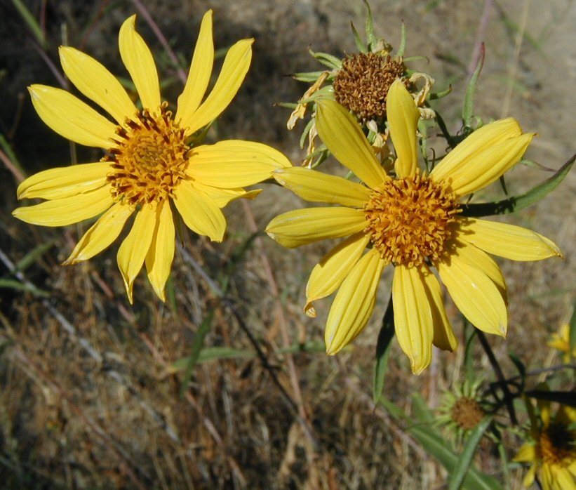 Helianthus californicus