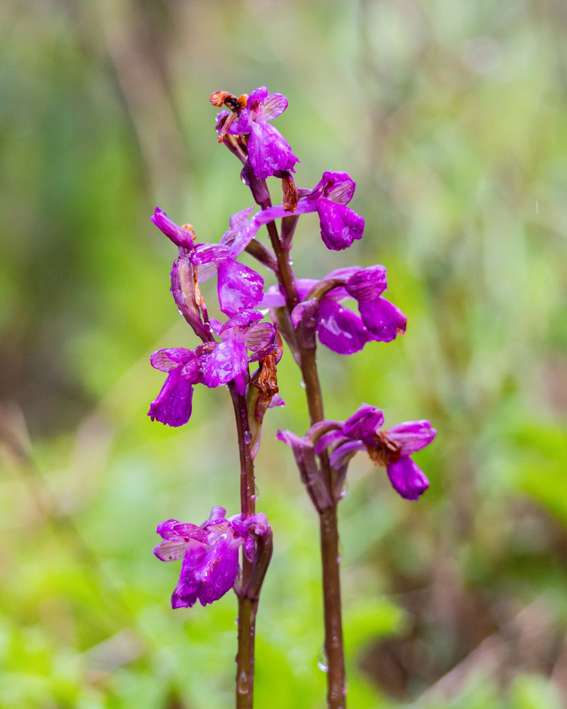 Anacamptis morio subsp. champagneuxii