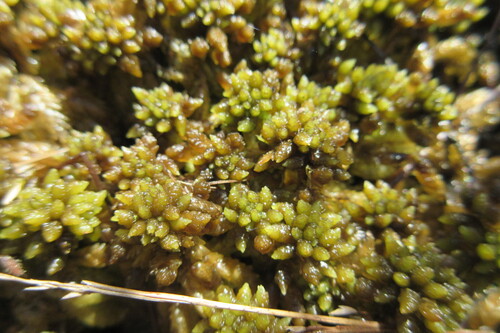 Image of Sphagnum papillosum by (c) Alex Press, some rights reserved (CC BY)