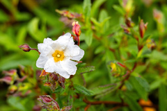Cistus × florentinus