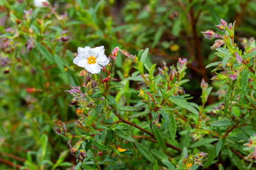 Cistus × florentinus, photograph 1