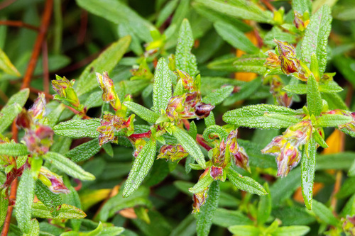 Cistus × florentinus, photograph 3