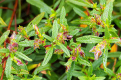 Cistus × florentinus, photograph Diego González Dopico, CC BY, iNaturalist via GBIF
